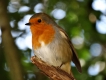 Oiseaux Rouge-gorge familier (Erithacus rubecula)