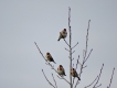 Oiseaux Chardonneret élégant