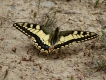 Insectes Papillon Machaon