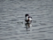 Oiseaux Tadorne de belon