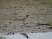 Oiseaux Chevalier gambette (Tringa totanus)