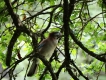 Oiseaux Geai des chênes