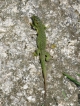 Reptiles Lézard vert