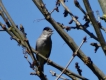 Oiseaux fauvette à tête noir