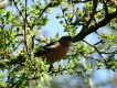 Oiseaux Pinson des arbres (Fringilla coelebs)