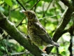 Oiseaux Grive musicienne (Turdus philomelos)