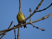 Oiseaux Serin cini