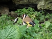 Oiseaux Chardonneret élégant