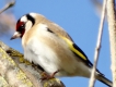 Oiseaux Chardonneret élégant