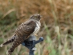 Oiseaux Coucou gris (Cuculus canorus)