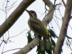 Oiseaux Pic vert (Picus viridis)