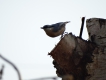 Oiseaux Sittelle torchepot (Sitta europaea)