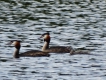 Oiseaux Grèbe huppé et sa progeniture