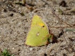 Insectes Papillon Colias crocea