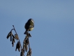 Oiseaux Mésange bleue