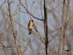 Oiseaux Chardonneret élégant.