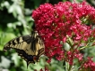 Insectes Papillon Machaon