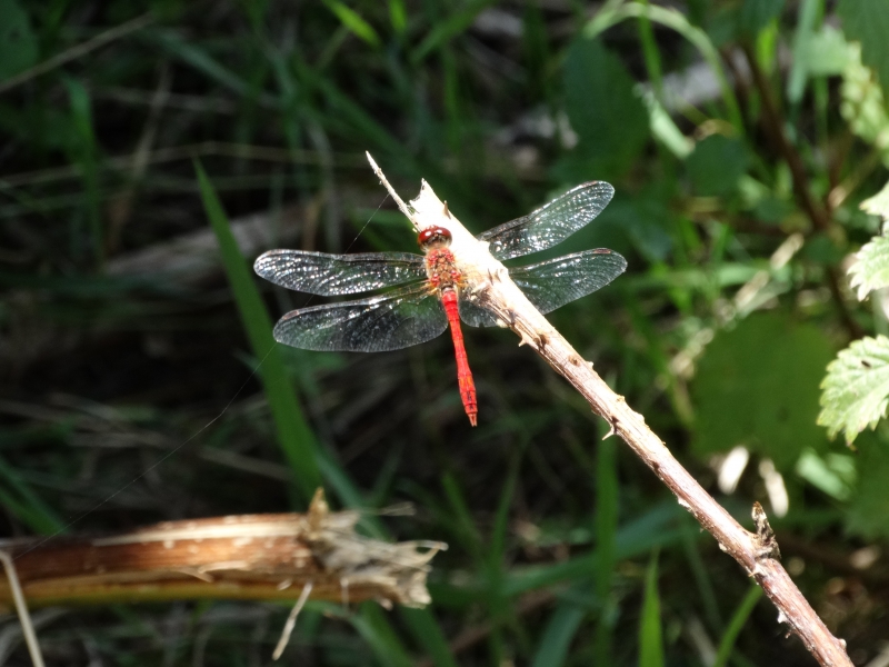 Photo Insectes