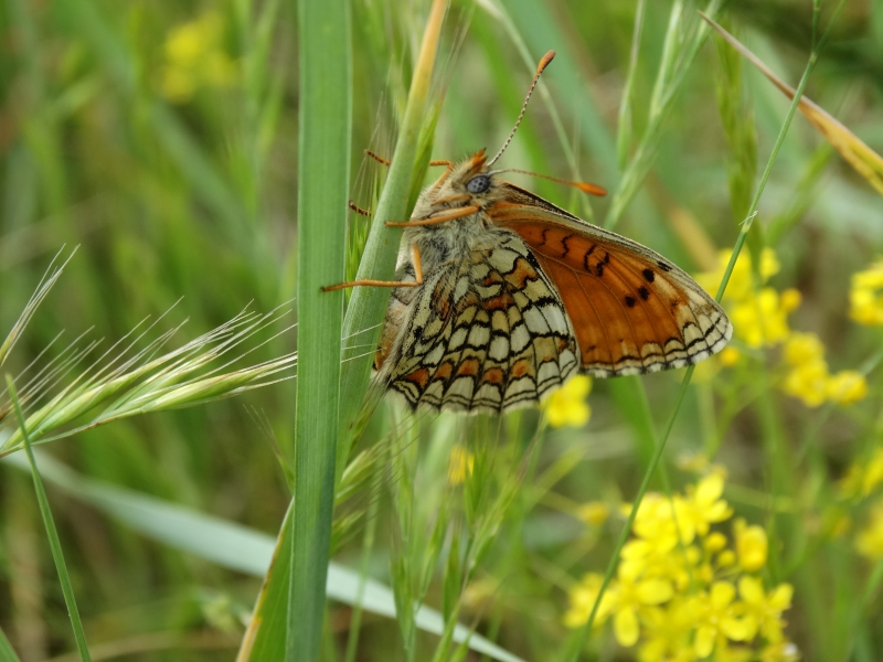 Photo Insectes Papillon Le damier des prés