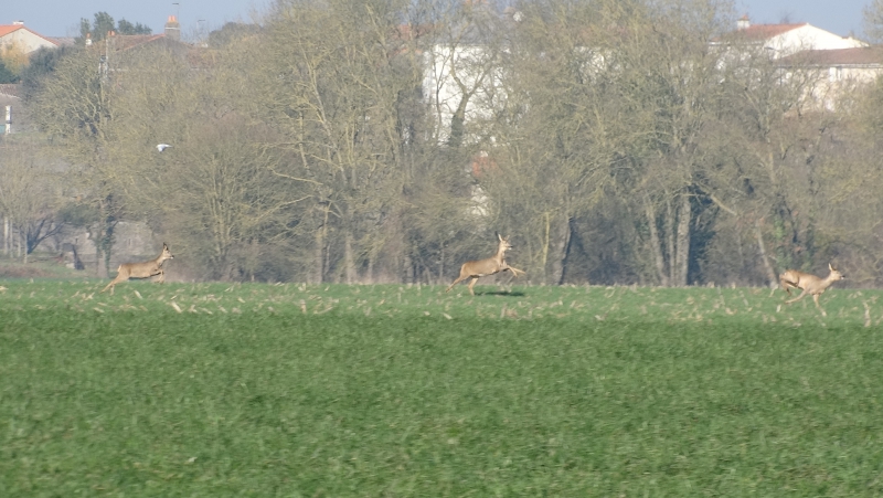 Photo Mammifères Chevreuil