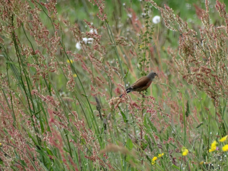 Photo Oiseaux Linotte mélodieuse