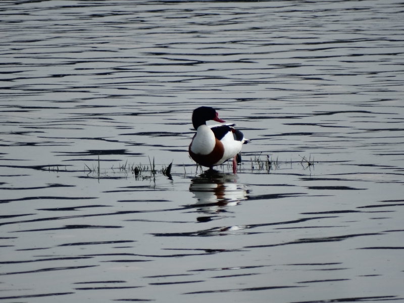 Photo Oiseaux Tadorne de belon