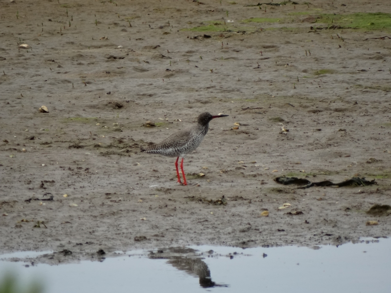 Photo Oiseaux Chevalier gambette (Tringa totanus)