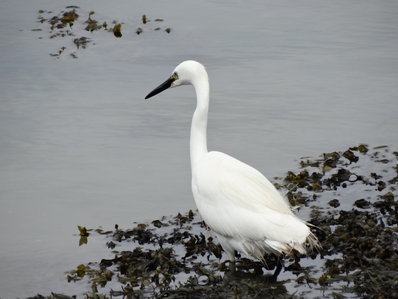 Photo Oiseaux Aigrette garzette (Egretta garzetta)