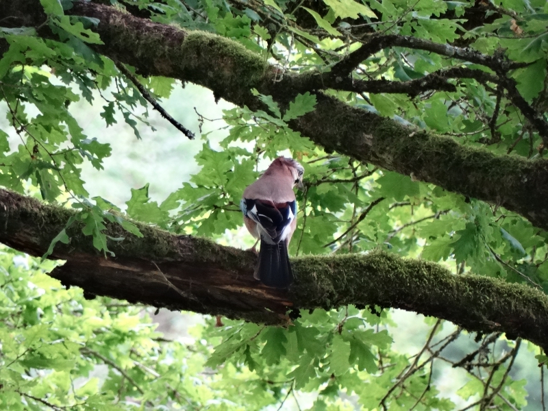 Photo Oiseaux Geai des chênes