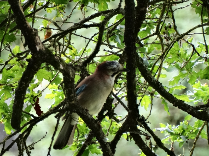 Photo Oiseaux Geai des chênes