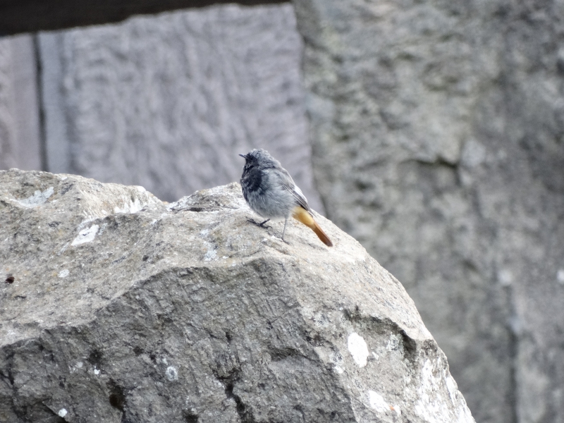 Photo Oiseaux Rougequeue noir