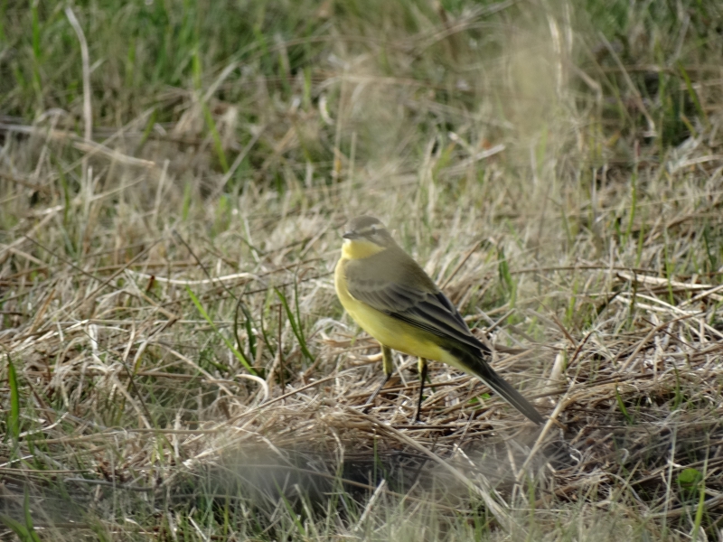 Photo Oiseaux Bergeronnette printanière