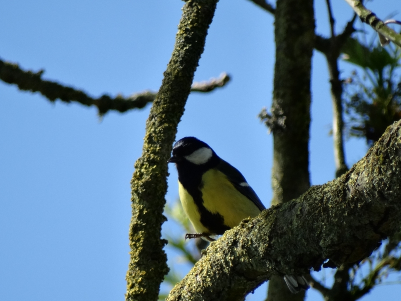 Photo Oiseaux Mésange charbonnière