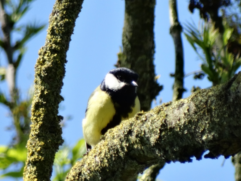 Photo Oiseaux Mésange charbonnière