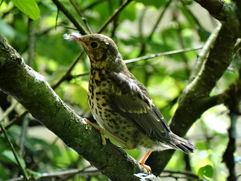 Photo Oiseaux Grive musicienne (Turdus philomelos)