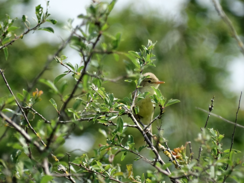 Photo Oiseaux