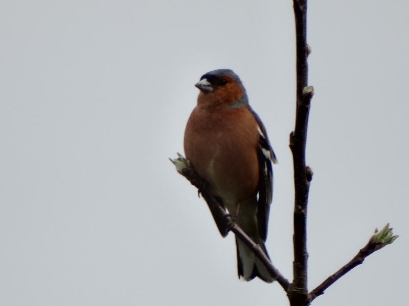 Photo Oiseaux Pinson des arbres (Fringilla coelebs)