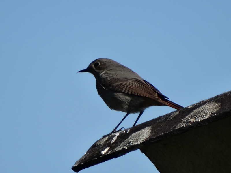 Photo Oiseaux Rougequeue noir