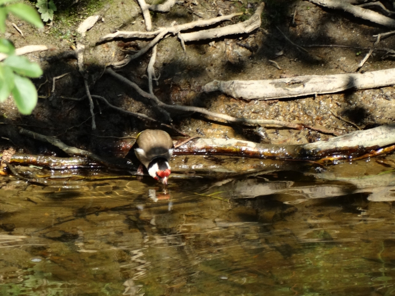 Photo Oiseaux Chardonneret élégant