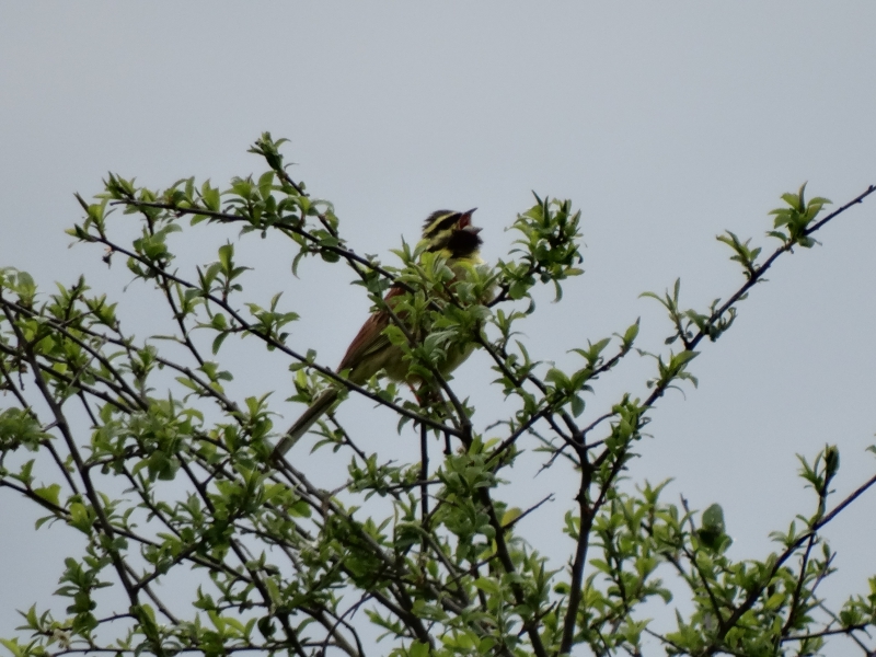 Photo Oiseaux Bruant zizi