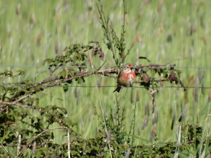 Photo Oiseaux Linotte mélodieuse