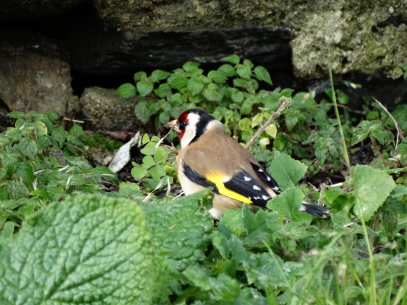 Photo Oiseaux Chardonneret élégant