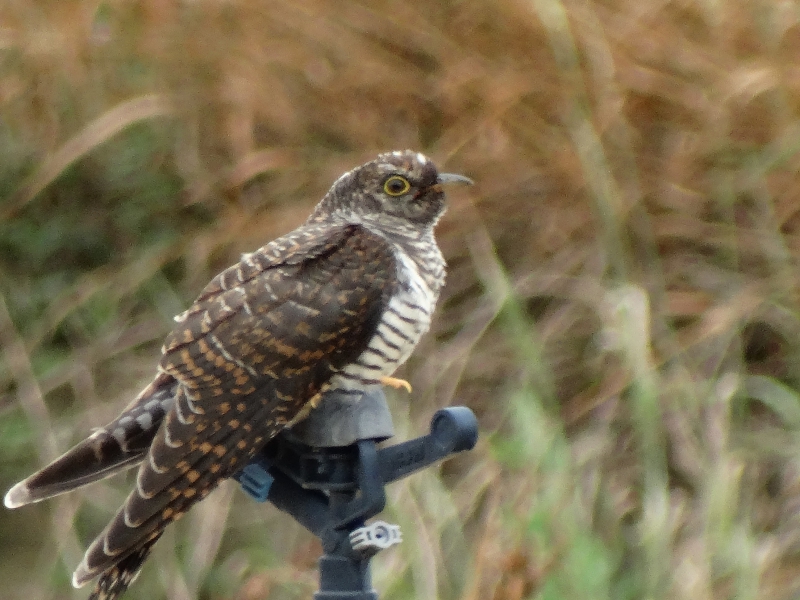 Photo Oiseaux Coucou gris (Cuculus canorus)