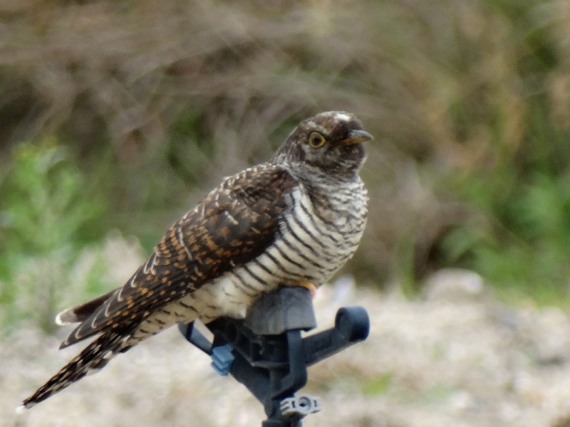 Photo Oiseaux Coucou gris (Cuculus canorus)