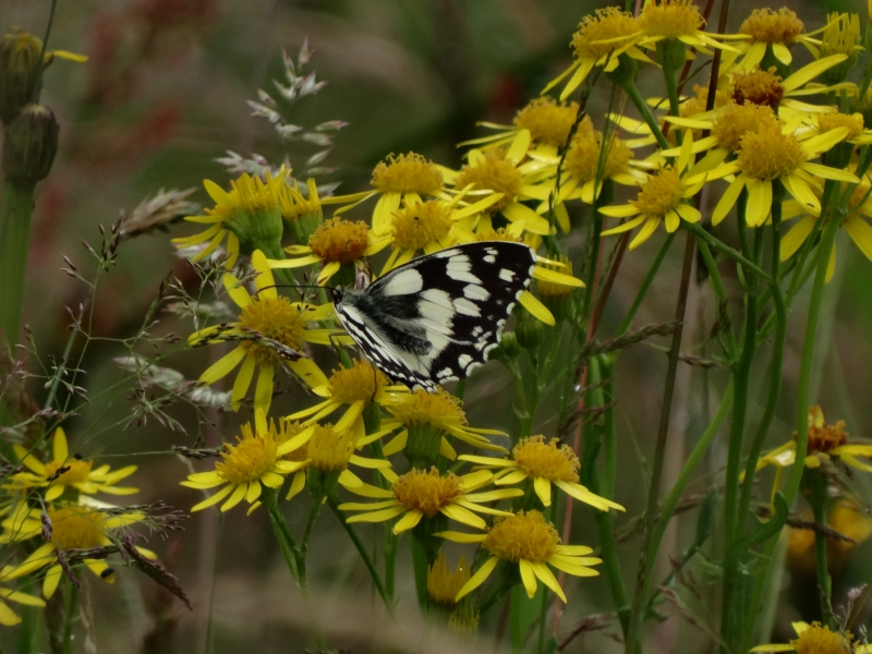 Photo Insectes