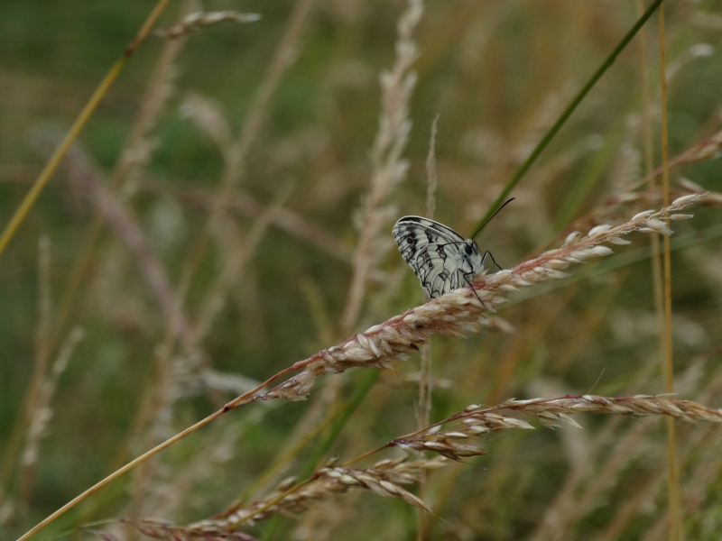 Photo Insectes