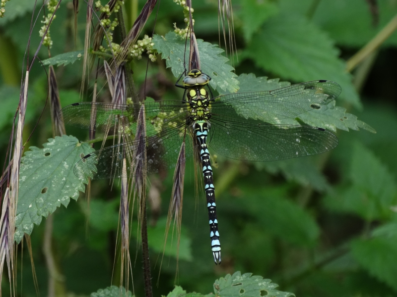 Photo Insectes