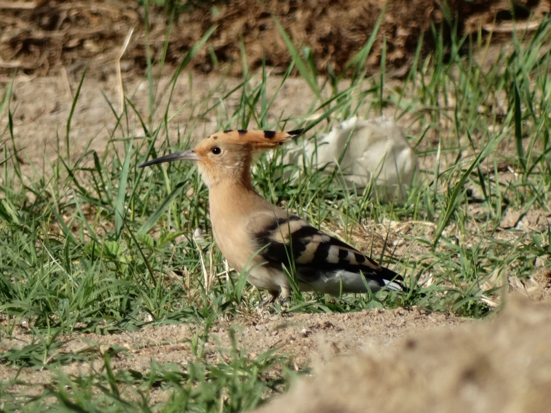 Photo Oiseaux Huppe fasciée