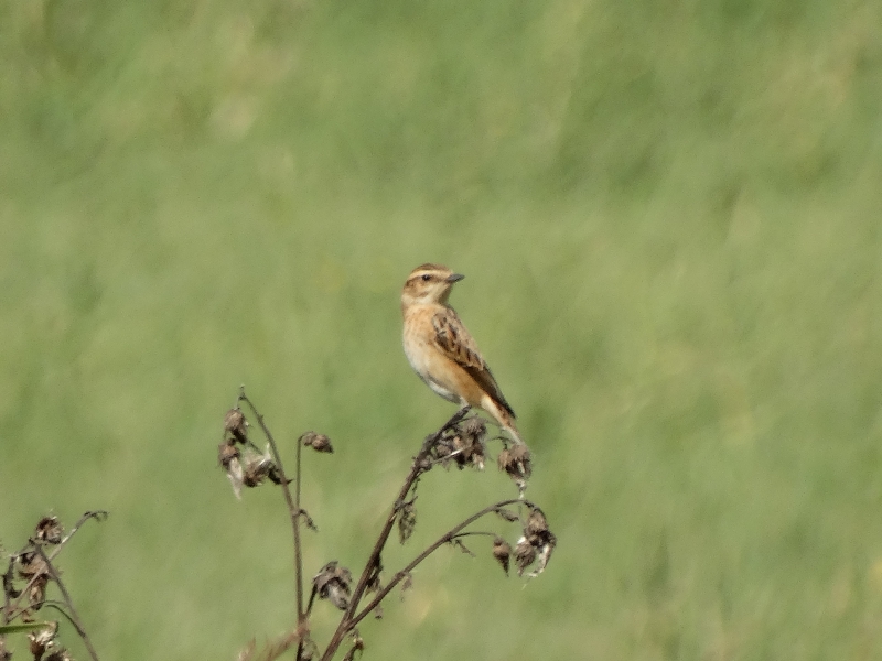 Photo Oiseaux Tarier des prés