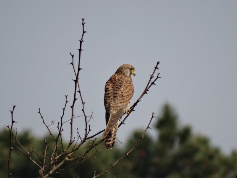 Photo Oiseaux Faucon crécerelle